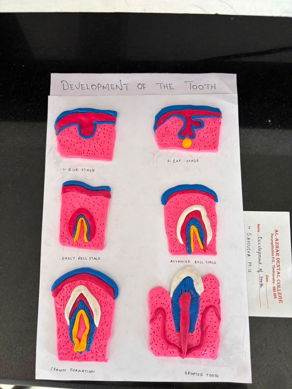 National Oral Pathologist Day 2026